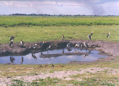 Beginning of Rainy Season, 1994. Marabou storks are among the largest of storks and, arguably, the most ugly. They are bareheaded and bare-necked with fleshy pouch on their foreneck. These Marabou Storks have gathered around a small pool where water has collected after some of the first rains of the coming rainy season. Once the rains begin the dry grasses will quickly change from yellow to green. This photograph captures that transition. It also shows storm clouds gathering on the horizon promising more rain before day's end. Photo by Returned Peace Corps Volunteer Susan Ross.