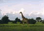 Photo of Giraffe, Botswana