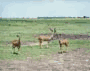 Kudu in Botswana