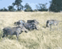 Warthogs in Botswana
