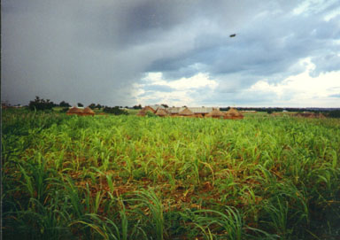 Bawku, Nothern Ghana, 1994. In the north of Ghana, rain only falls several months each year. During this time it is important to grow as much food as possible. Here, millet is just starting to grow. Photo by Peace Corps Volunteer Wayne Breslyn.