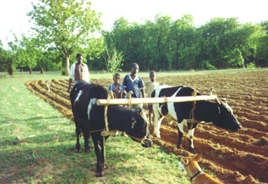 Bawku, Northern Ghana, 1992. After the first rains, the fields must be plowed. Plowing is typically done with bullocks or cows. Photo by Peace Corps Volunteer Wayne Breslyn.